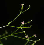 Arkansas bedstraw